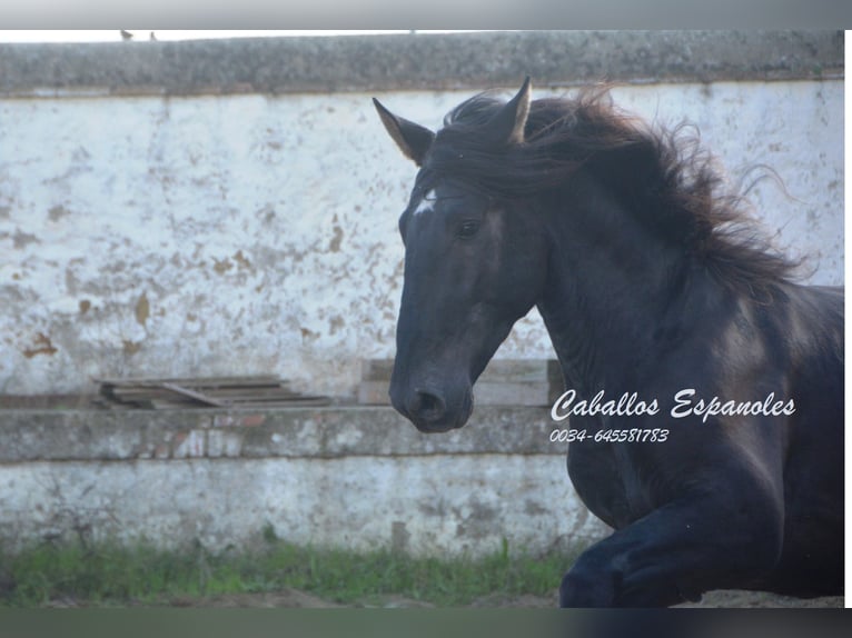 PRE Stallion 5 years 17 hh Black in Vejer de la Frontera
