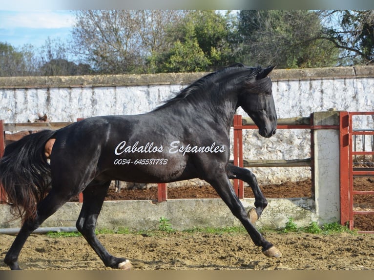 PRE Stallion 5 years 17 hh Black in Vejer de la Frontera