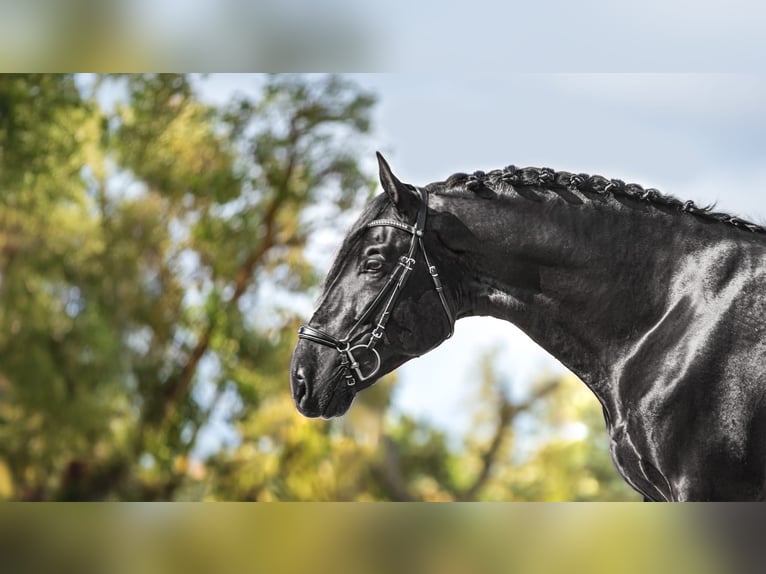 PRE Stallion 5 years 17 hh Black in Palafolls