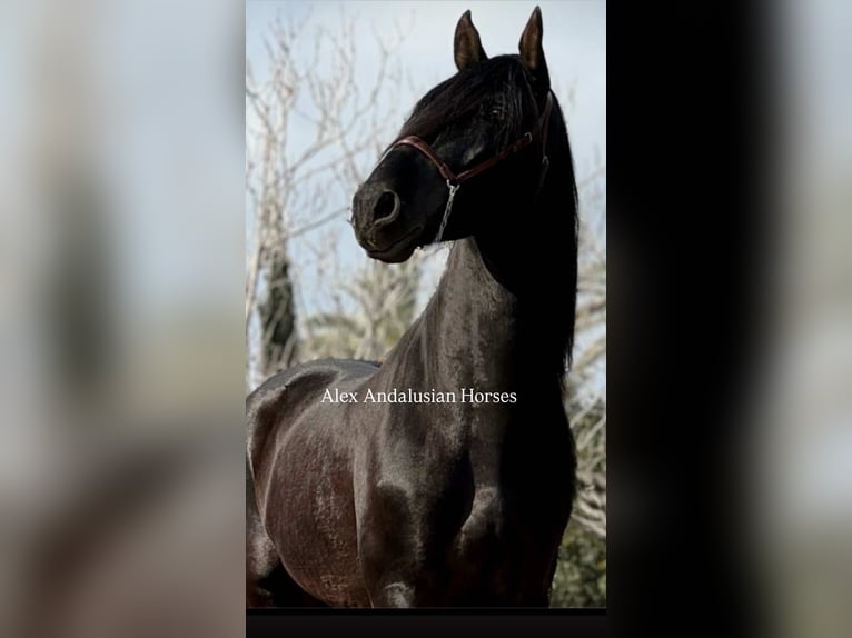 PRE Mix Stallion 5 years 17 hh Black in Sevilla