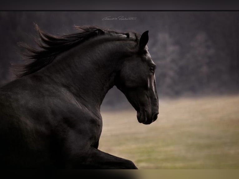PRE Mix Stallion 5 years 17 hh Black in El Catllar