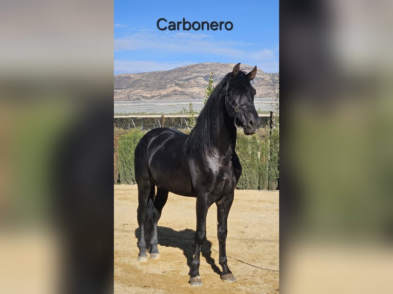 PRE Stallion 5 years 17 hh Black in Agost