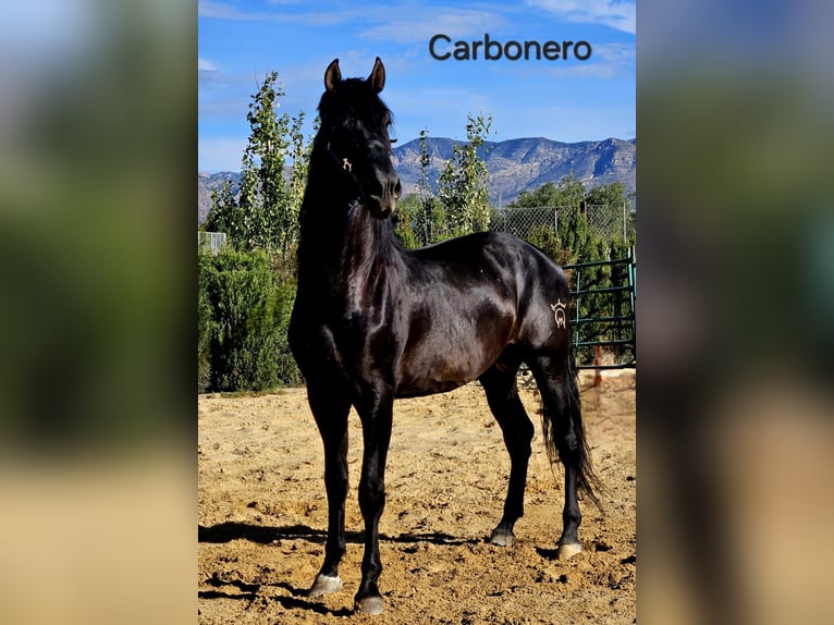 PRE Stallion 5 years 17 hh Black in Agost