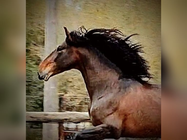 PRE Mix Stallion 5 years 17 hh Brown in Sevilla