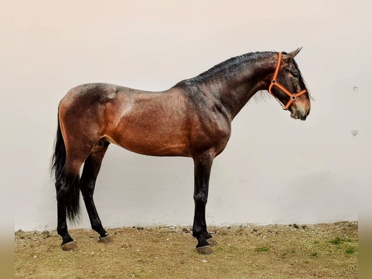 PRE Mix Stallion 5 years 17 hh Brown in Sevilla
