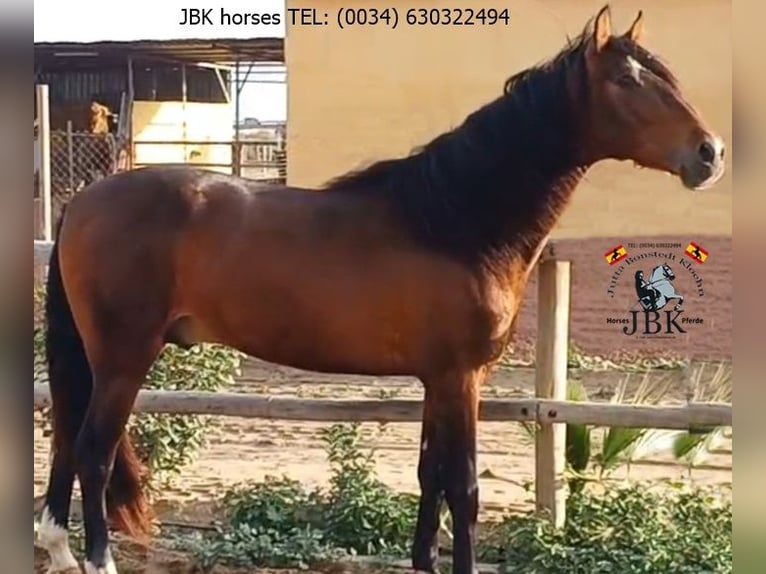 PRE Stallion 5 years 17 hh Brown in Tabernas Almeria