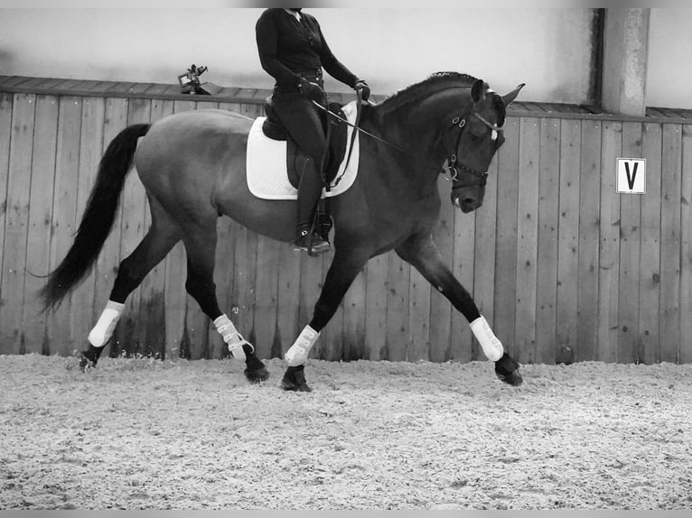 PRE Stallion 5 years 17 hh Brown-Light in HEUVELLAND