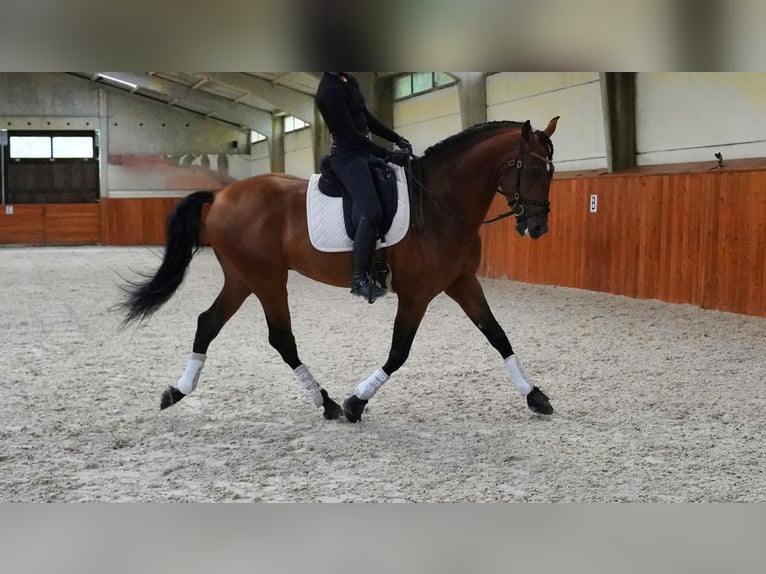 PRE Stallion 5 years 17 hh Brown-Light in HEUVELLAND