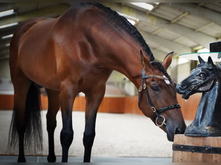 PRE Stallion 5 years 17 hh Brown-Light in HEUVELLAND