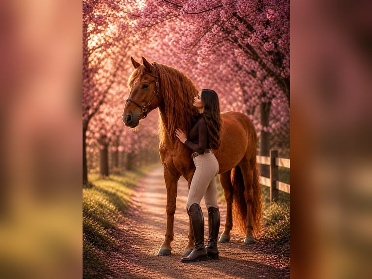 PRE Mix Stallion 5 years 17 hh Chestnut-Red in Grebenhain