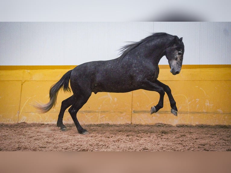 PRE Mix Stallion 5 years 17 hh Gray in Rafelguaraf