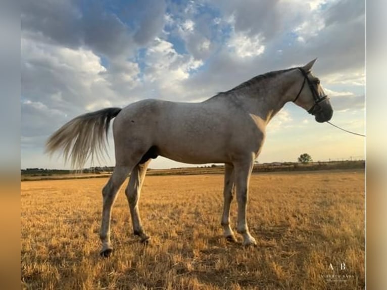 PRE Mix Stallion 5 years 17 hh Gray in Madrid