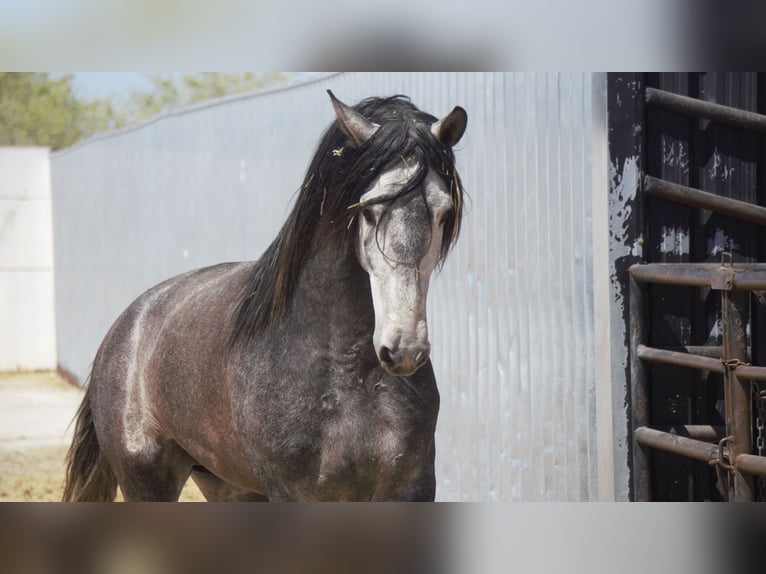 PRE Mix Stallion 5 years 17 hh Grey in Rafelguaraf