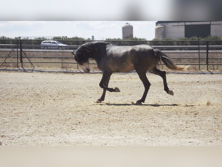 PRE Mix Stallion 5 years 17 hh Grey in Rafelguaraf