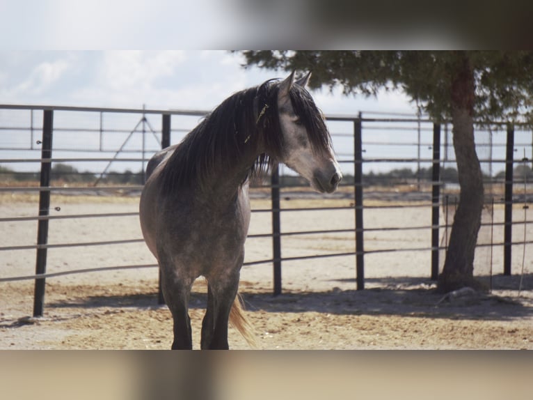 PRE Mix Stallion 5 years 17 hh Grey in Rafelguaraf