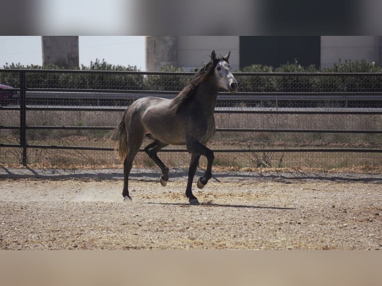 PRE Mix Stallion 5 years 17 hh Grey in Rafelguaraf