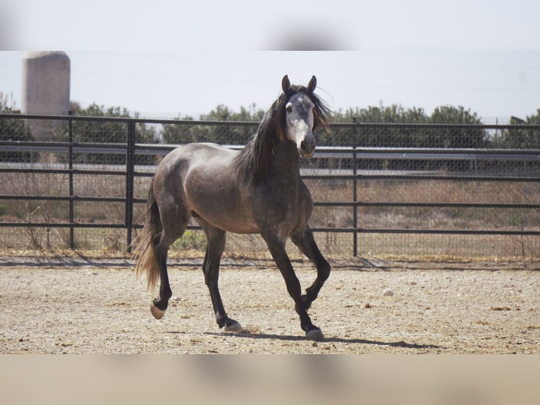 PRE Mix Stallion 5 years 17 hh Grey in Rafelguaraf