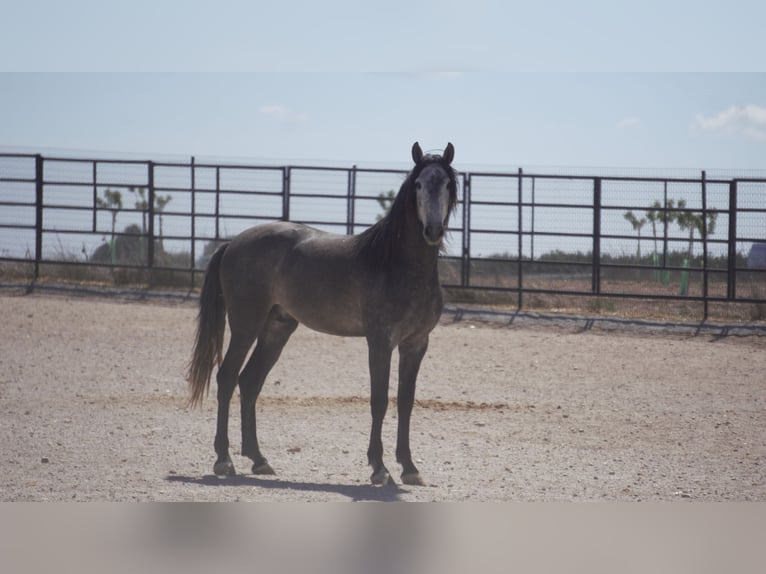 PRE Mix Stallion 5 years 17 hh Grey in Rafelguaraf