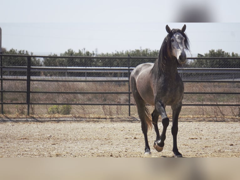 PRE Mix Stallion 5 years 17 hh Grey in Rafelguaraf