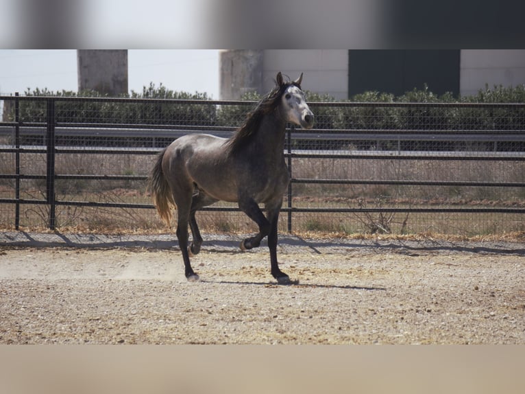 PRE Mix Stallion 5 years 17 hh Grey in Rafelguaraf