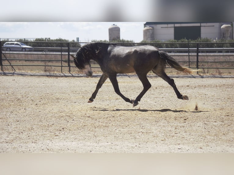 PRE Mix Stallion 5 years 17 hh Grey in Rafelguaraf