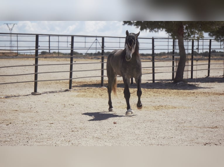 PRE Mix Stallion 5 years 17 hh Grey in Rafelguaraf