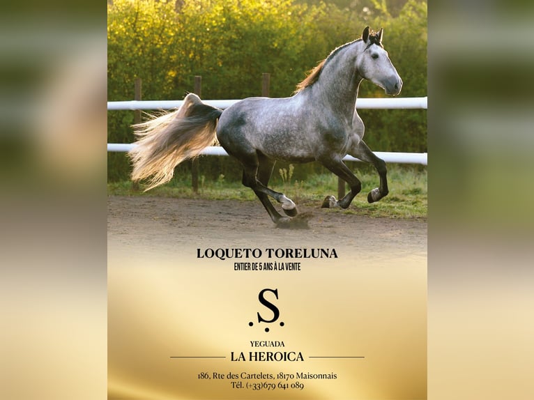 PRE Stallion 5 years 17 hh Grey-Dapple in Maisonnais