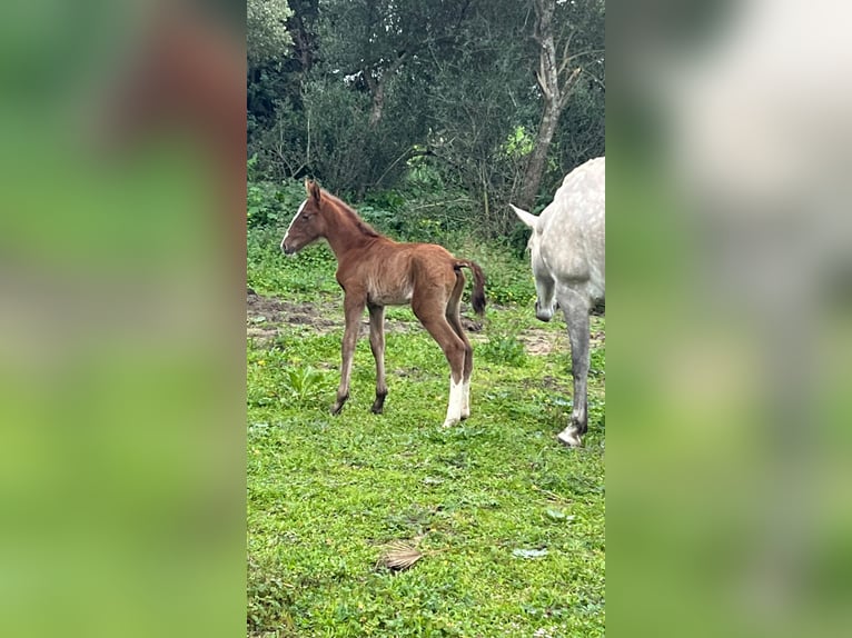 PRE Mix Stallion 5 years 17 hh Grey in Fuentes De Andalucia