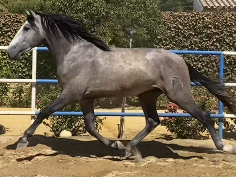 PRE Mix Stallion 5 years 17 hh Grey in Fuentes De Andalucia
