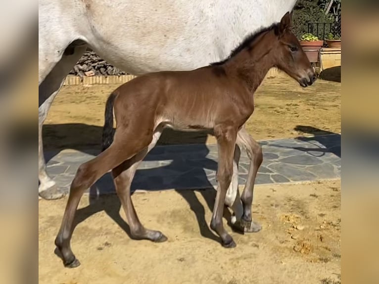 PRE Mix Stallion 5 years 17 hh Grey in Fuentes De Andalucia
