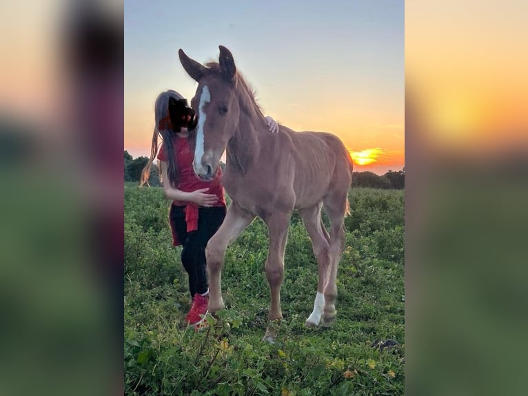 PRE Mix Stallion 5 years 17 hh Grey in Fuentes De Andalucia