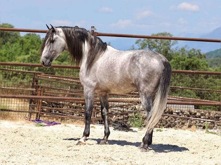 PRE Mix Stallion 5 years 17 hh Grey in Navas Del Madroño