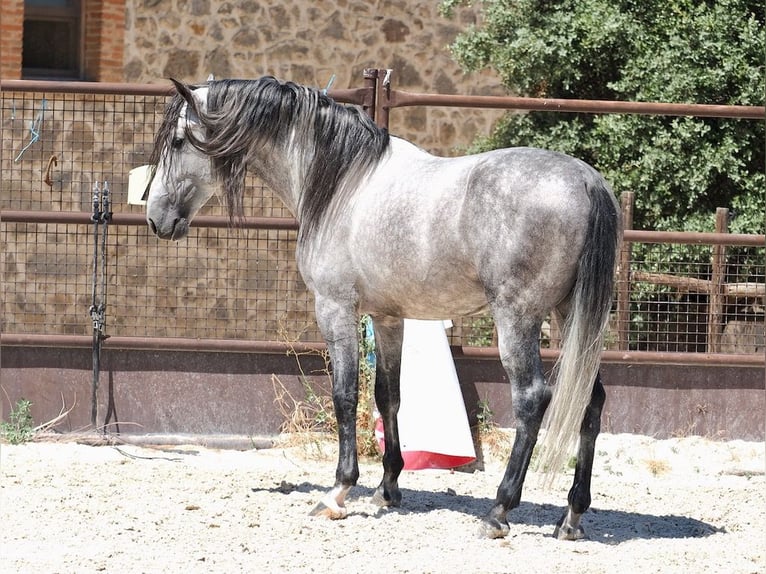 PRE Mix Stallion 5 years 17 hh Grey in Navas Del Madroño