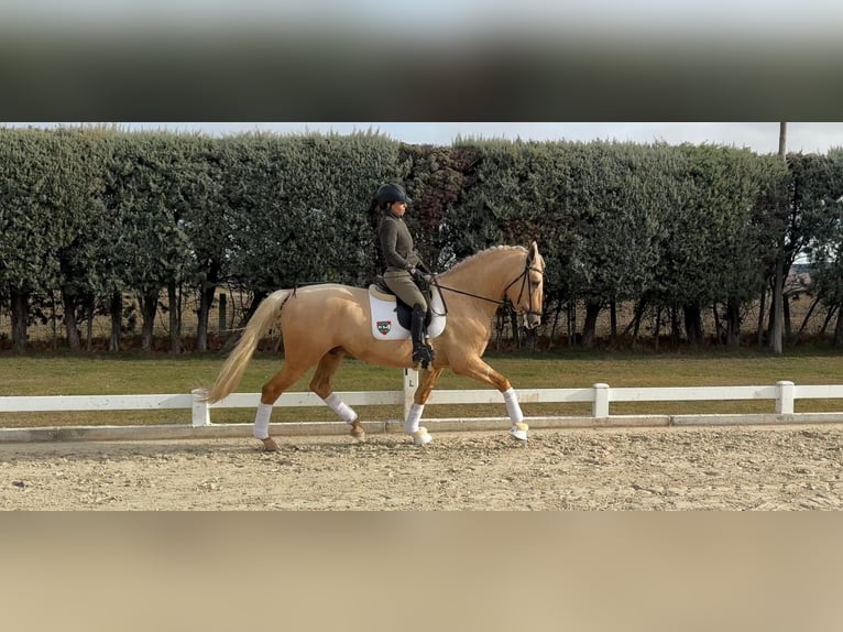 PRE Stallion 5 years 17 hh Palomino in León