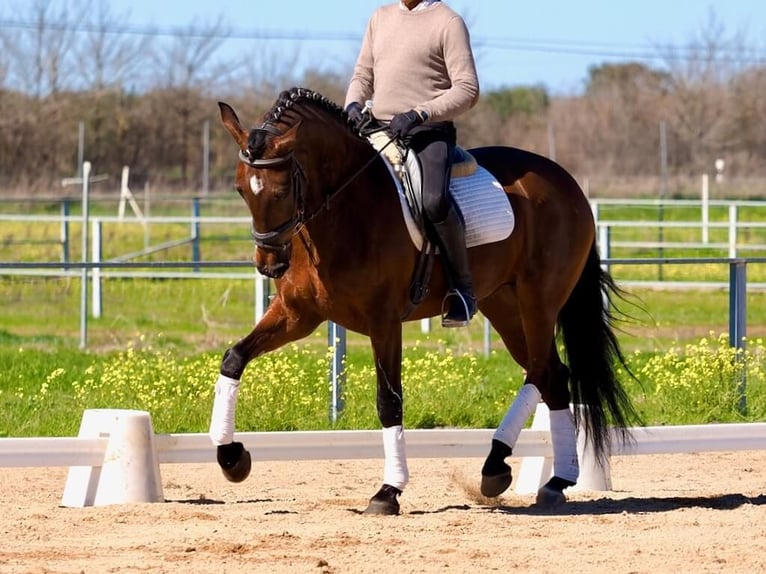 PRE Mix Stallion 5 years Brown in Navas Del Madroño