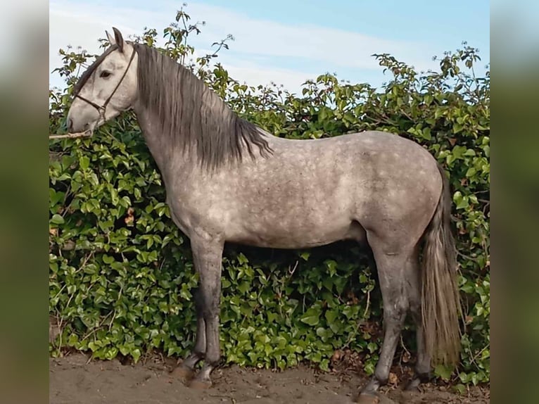 PRE Mix Stallion 5 years in Chiclana de la Frontera
