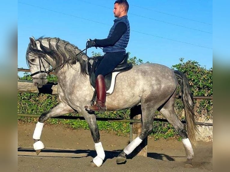 PRE Mix Stallion 5 years in Chiclana de la Frontera