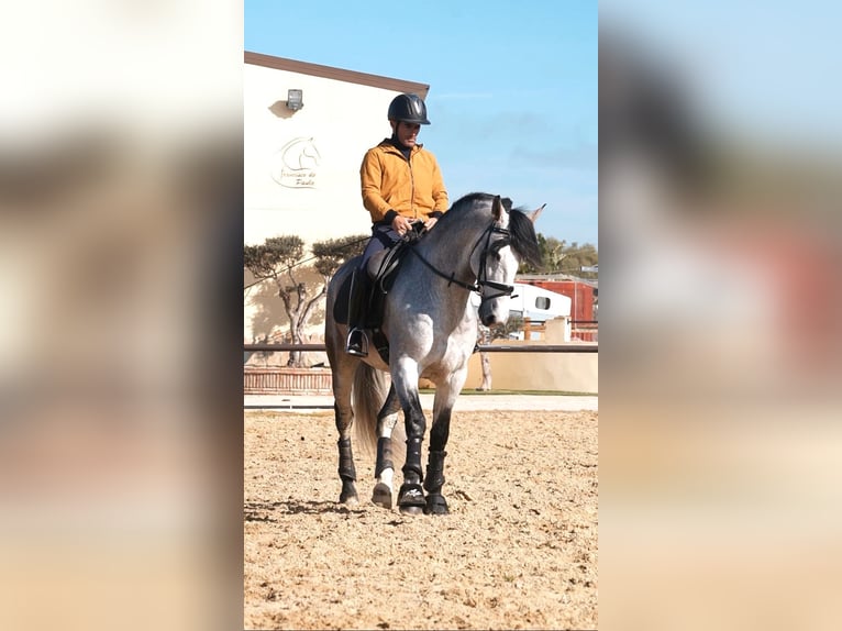PRE Mix Stallion 5 years Gray in Sanlucar De Barrameda