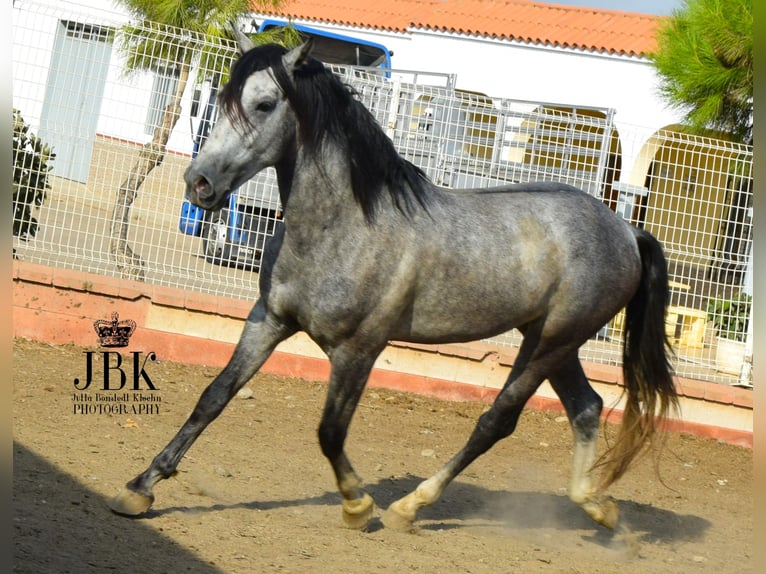 PRE Mix Stallion 5 years Gray in Tabernas Almeria