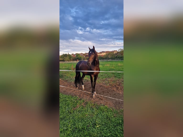 PRE Stallion 6 years 15.1 hh Bay-Dark in Ste Féréole