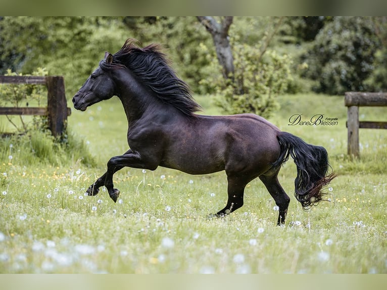 PRE Stallion 6 years 15,1 hh Black in Jülich