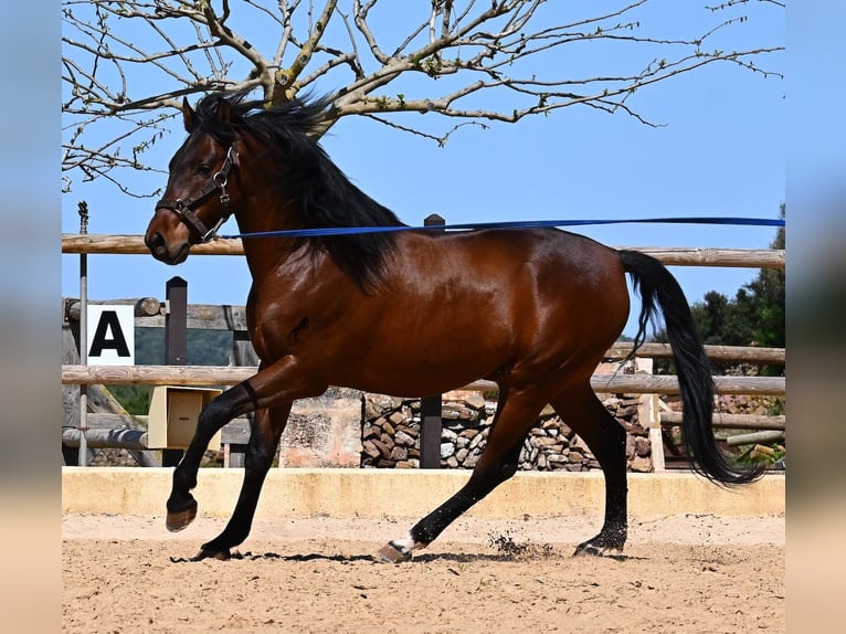 PRE Mix Stallion 6 years 15.1 hh Brown in Menorca