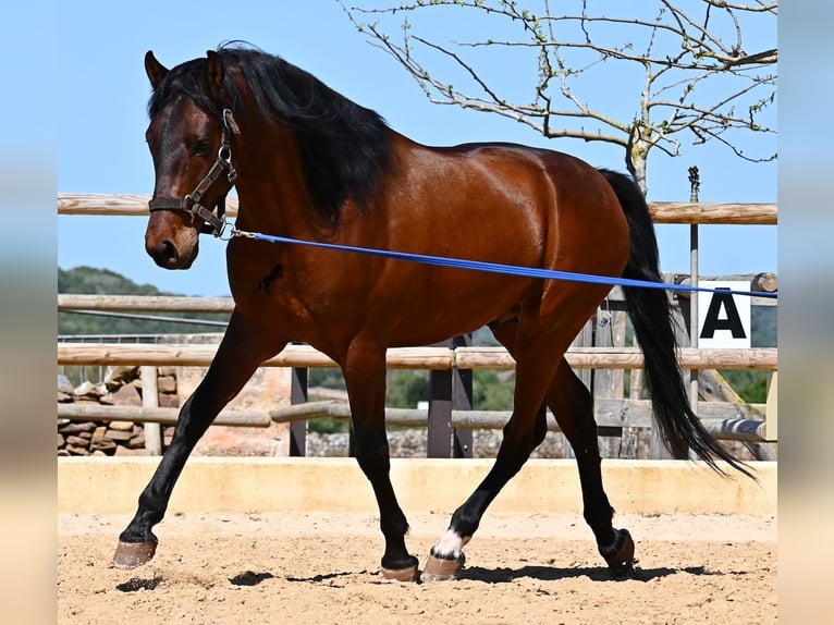 PRE Mix Stallion 6 years 15.1 hh Brown in Menorca