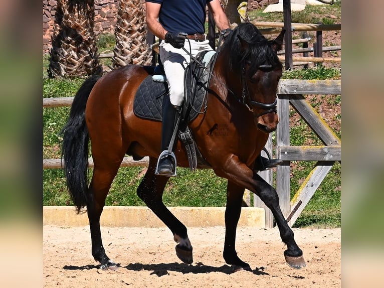 PRE Mix Stallion 6 years 15.1 hh Brown in Menorca