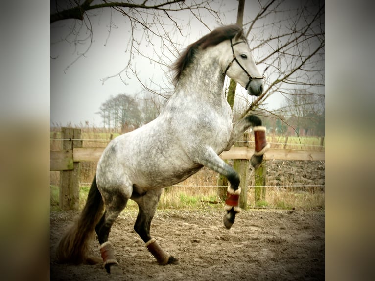 PRE Mix Stallion 6 years 15,1 hh Gray-Dapple in Bredene