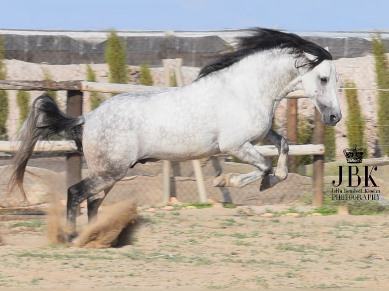 PRE Stallion 6 years 15,1 hh Gray in Tabernas Almeria