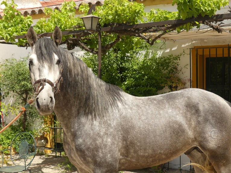 PRE Mix Stallion 6 years 15,1 hh Gray in Sevilla