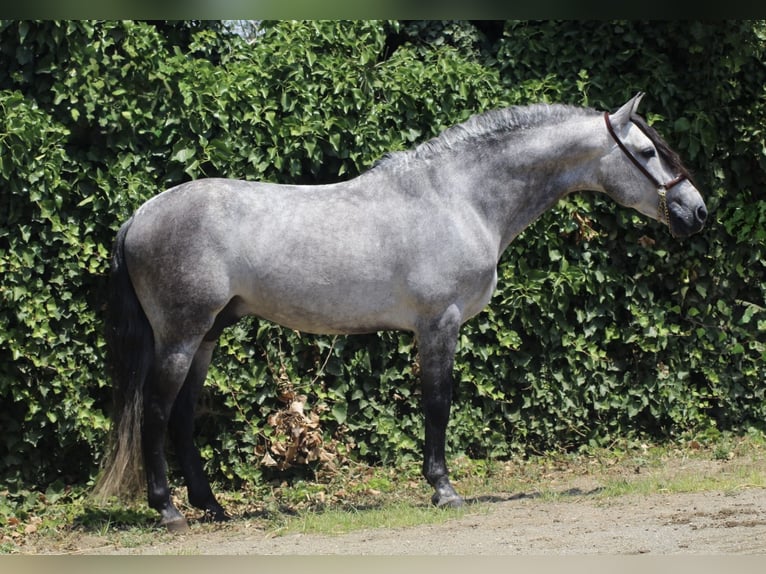 PRE Mix Stallion 6 years 15.1 hh Grey-Dapple in Gava