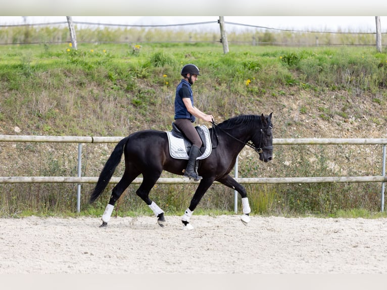 PRE Stallion 6 years 15.2 hh Black in Saint-Guen