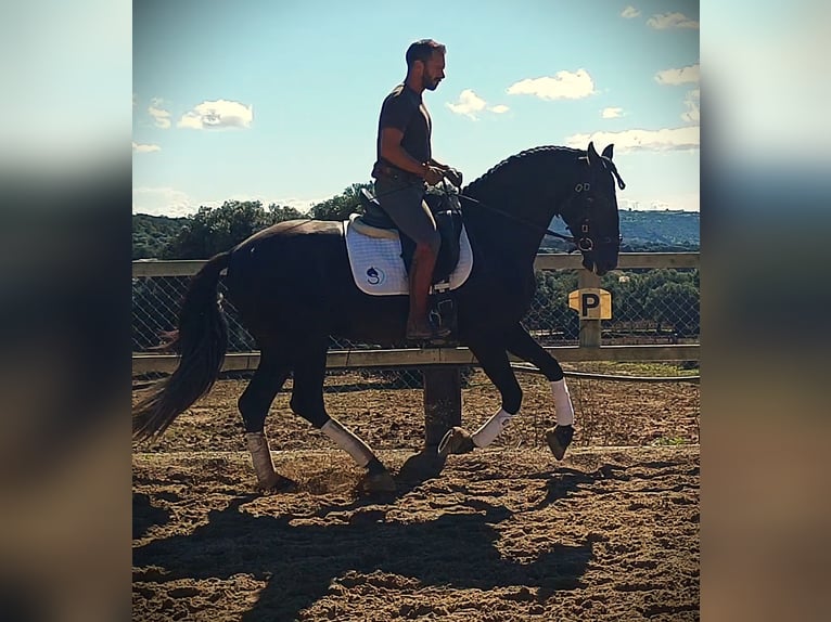PRE Stallion 6 years 15.2 hh Black in Vejer de la Frontera